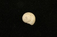 藏品(琉球球蝸牛)的圖片